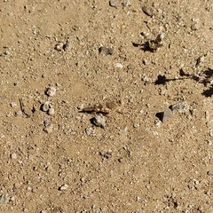 Trimerotropis ochraceipennis