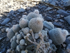 Epithelantha greggii