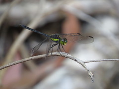 Agrionoptera longitudinalis biserialis