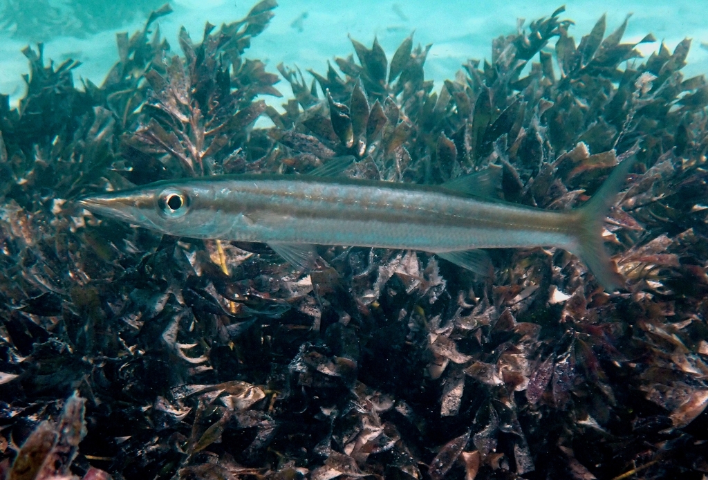 Yellowstripe barracuda (Sphyraena chrysotaenia) — Sphyraenidae