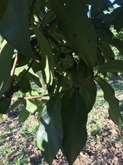 Syzygium malaccense