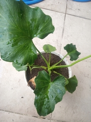 Araceae