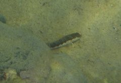 Microlipophrys dalmatinus