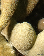 Porites cylindrica