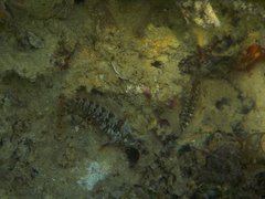 Parablennius incognitus