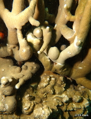 Porites cylindrica