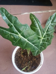 Araceae