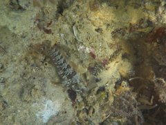 Parablennius incognitus