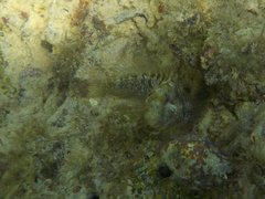 Parablennius incognitus