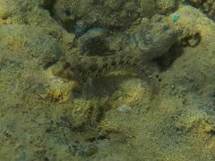 Parablennius incognitus