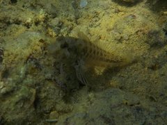 Parablennius incognitus