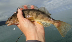 Hexagrammos stelleri