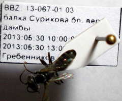 Tachysphex fulvitarsis