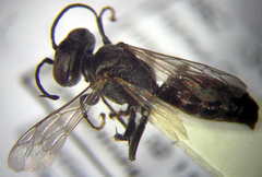 Tachysphex fulvitarsis