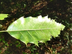 Quercus paxtalensis