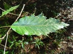 Quercus paxtalensis