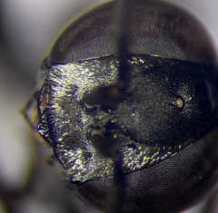 Tachysphex fulvitarsis