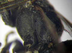 Tachysphex fulvitarsis