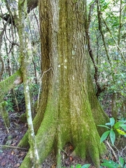 Quercus paxtalensis
