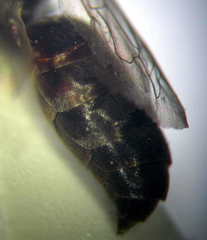 Tachysphex fulvitarsis