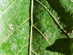 Quercus paxtalensis