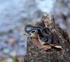 Thamnophis chrysocephalus
