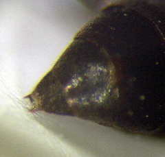 Tachysphex fulvitarsis