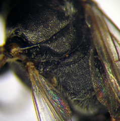 Tachysphex fulvitarsis