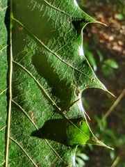 Quercus paxtalensis