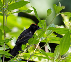 Flame-Crested Tanager photo 3