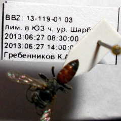 Tachysphex fulvitarsis