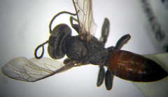 Tachysphex fulvitarsis