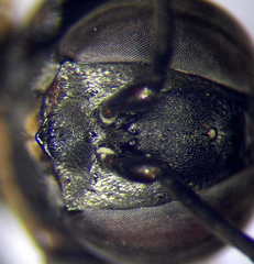 Tachysphex fulvitarsis