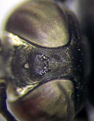 Tachysphex fulvitarsis