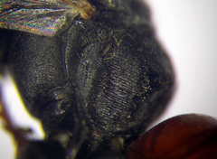 Tachysphex fulvitarsis