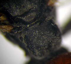 Tachysphex fulvitarsis