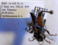 Tachysphex fulvitarsis