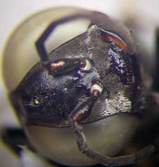 Tachysphex fulvitarsis