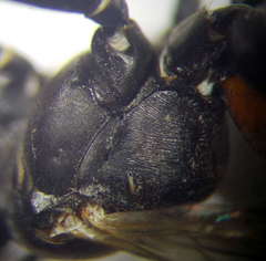 Tachysphex fulvitarsis