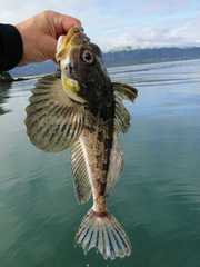 Hemilepidotus jordani