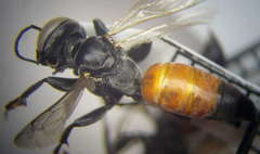 Tachysphex fulvitarsis