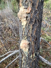 Synanthedon sequoiae