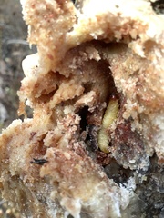 Synanthedon sequoiae