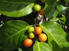 Salacia chinensis
