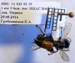 Tachysphex fulvitarsis