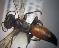 Tachysphex fulvitarsis