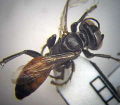 Tachysphex fulvitarsis