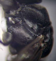 Tachysphex fulvitarsis