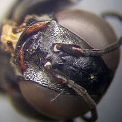 Tachysphex fulvitarsis