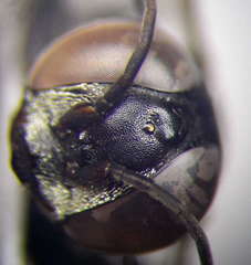 Tachysphex fulvitarsis